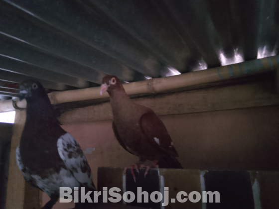 Red Baghdadi Homer Single Nor